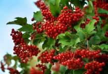 Чи я в лузі не калина (повість)