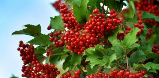 Чи я в лузі не калина (повість)