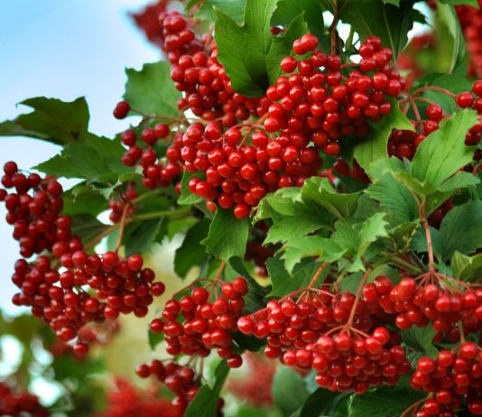 Чи я в лузі не калина (повість)